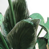 ホームデコア1　「観葉植物」
