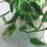 ホームデコア1　「観葉植物」