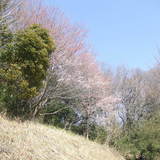 公園の桜と我が家の花壇は春。