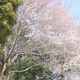 公園の桜と我が家の花壇は春。