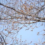 公園の桜と我が家の花壇は春。