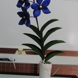 極楽・娯楽教室　Flower＆Craft 生徒様の作品です。
