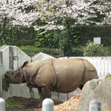 極楽・娯楽教室・Flower＆Craft　チョツト（東山動植物園）余談いたします。