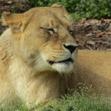 極楽・娯楽教室・Flower＆Craft　チョツト（東山動植物園）余談いたします。